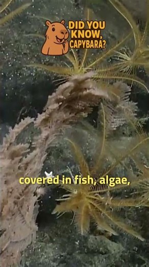 Lost at Sea: The Shocking Fate of Shipping Containers 😱 #ocean #shorts #viral