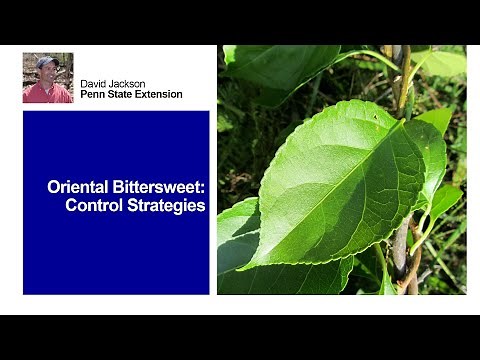 Oriental Bittersweet: Control Strategies