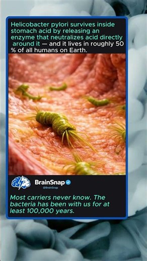 The Bacteria Living in Half of All Stomachs