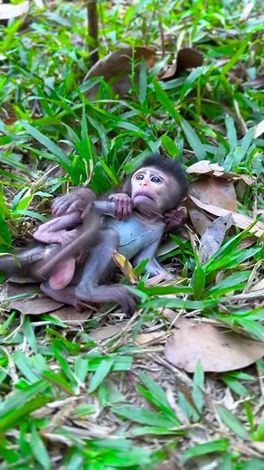 #cutemonkey #babymonkey #littlebabymonkey #poormonkey #newbornmoneky #viralvideo #videoreel #amazingvideoreel #smartmonkey #reelmonkey #topvideoreel | Irena R23