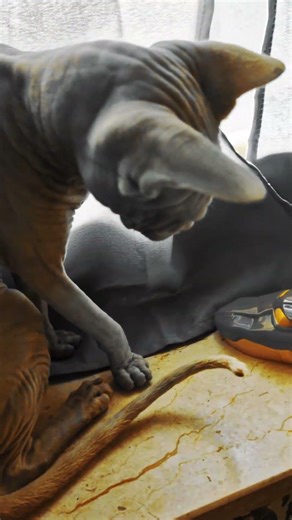 UNDERWORLD...Sphynx Cat Meets a Crocodile… Things Got INTENSE 🔥🐊 #sphynxcat #funnycat #catreaction