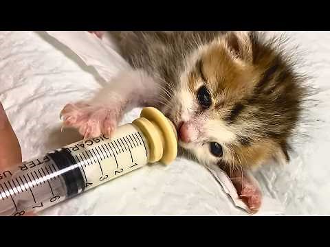 Rescuing Helpless Kittens Abandoned in the Bushes: My Child Grew Up with Them