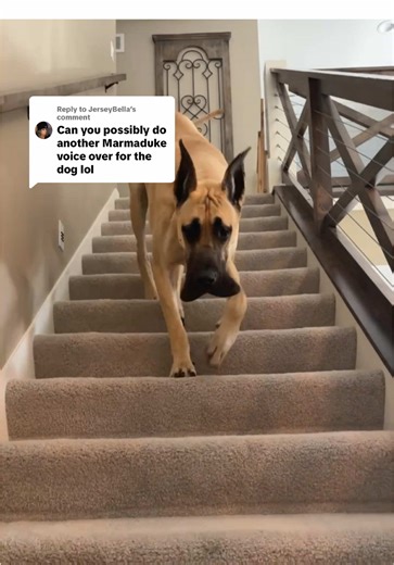 Marmaduke: New Adventures in Orange County