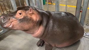 Cincinnati Zoo's Fiona the Hippo reaches new milestone, weighs 1,000 pounds