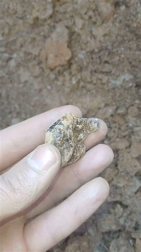 smokey quartz double terminated. 💎 #smokeyquartz #crystals #doubleterminated #nature