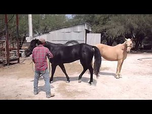 RANCHOLAROSA. EMPADRE 2018 MR PEPONITA PUDDEN #CUARTOSDEMILLA