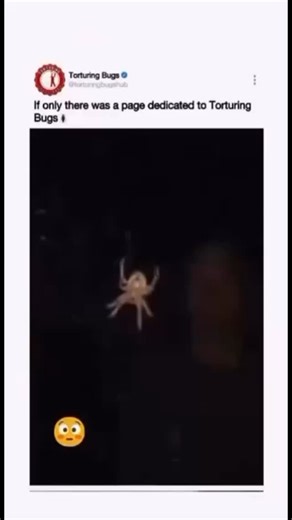 @torturingbugshub on Instagram: "Follow @torturingbugshub"