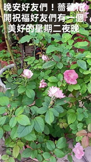 晚安好友們 | Jim Chen