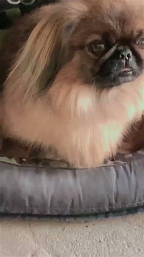 #roblox #funny #dogs #trend