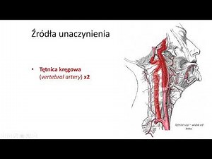 Unaczynienie tętnicze OUN (wstęp)