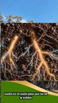 regenerative agriculture, crop rotation, bio-inputs, biofactory, soil, cover crops