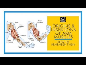 Origins and insertions of the arm muscles