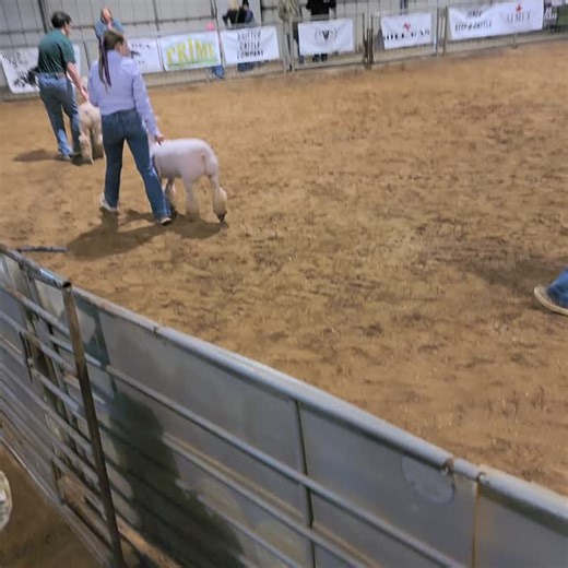 2026 Comanche County Livestock Show | The Comanche Chief
