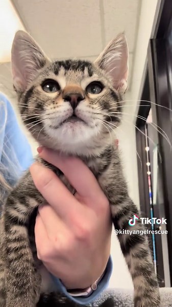Adopt Uno and Dos: Sweet Kitties Awaiting Homes! | TikTok