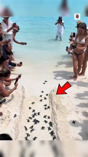 Don’t Help Baby Turtles Reach the Ocean… Here’s Why 🐢