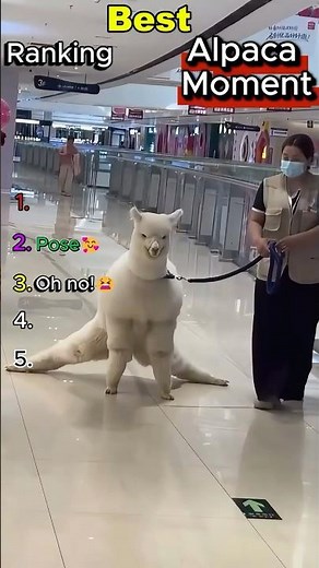 You Won't Believe These Alpaca Moments!