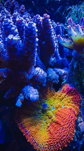 Acropora tenuis under daylight 😎 #acropora | Log Sọt