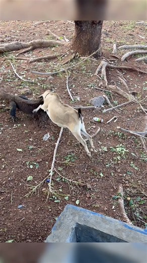 🤣Funny Komodo Dragon