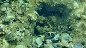 Reproduction of crayfish: The female European crayfish (Astacus astacus) pushes shells out of the burrow which it digs.