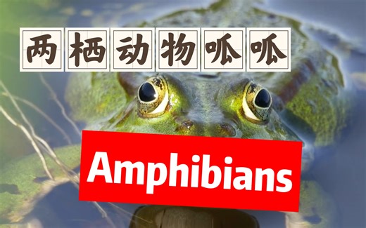 LEARN BRIGHT英语科普#两栖类动物#Amphibians