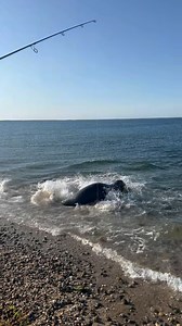 121K views · 935 reactions | In a growing number of areas, grey seals associate surf fishermen with easy meals. In this video filmed by @fish_ack, @fish.kane got his bonito past the seal gauntlet during the fight, but the large marine mammals were ready for the release, fighting over the fresh sashimi. #onthewatermagazine #bonito #surfcasting #greyseal | On The Water Magazine | Facebook