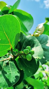 570K views · 16K reactions | Medicinal Trees 101: Sea Grape #healthyeating #health #gardening #garden #fruits #medicine | The Weeds and Seeds Guy | Facebook
