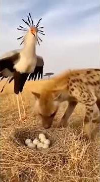 Secretary Bird Attempts Kick… But Gets Launched Instead 🦅💥🐺