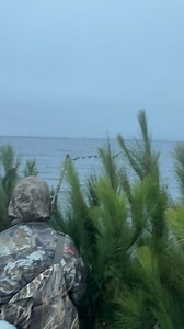 Who wants some bluebill action? | Duckwoods Outfitters Taxidermy & Retrievers