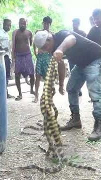 Unbelievable Rescue! 8 Highly Venomous Banded Kraits Found in One Spot 😨 #cobra #wildliferescue