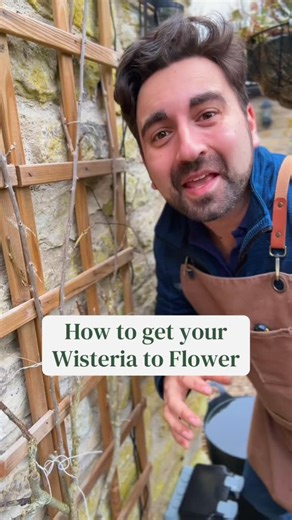 Gardening with Ish on Instagram: "If you’ve never managed to get flowers on your wisteria then this is for you. 3 simple and handy gardening tips which will help encourage your wisteria plant to flower in spring. Pruning, feed and position are the most important of them all. #gardeningtips #wisteria #pruning #todayinthegarden #planttips"