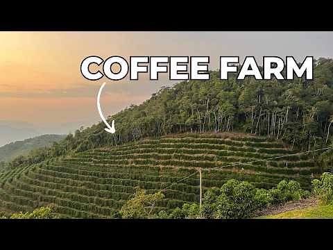 Where Does Coffee Come From? Coffee Farming, Processing & Pricing Explained!