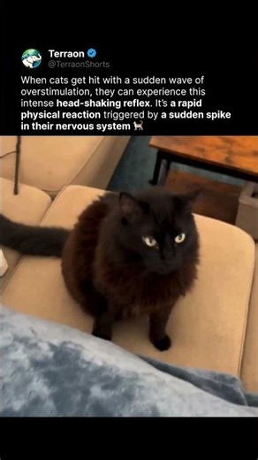 Why Cats Suddenly Shake After Being Petted