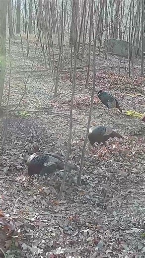 spring turkey browsing state gamelands PA