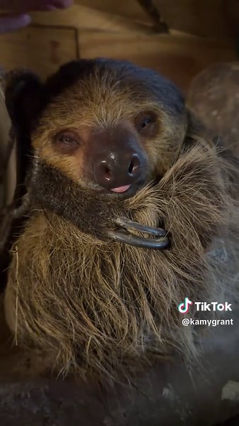 Dirt is so cute ❤️ | Cute Sloth Videos