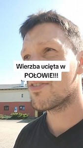 #drzewawmiescie #drzewo #drzewa #drzewawogrodzie #ogrod #poradyogrodnicze #ogrodnik #ogrody #ogrodnictwo | Ogrodnik Doskonały