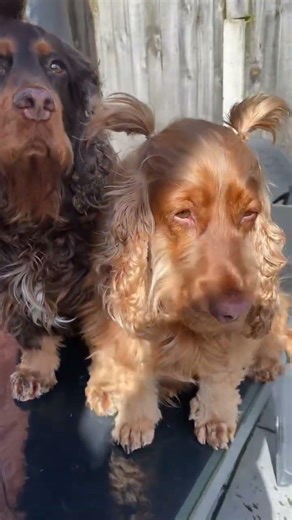 Sun’s out, quick let’s stand on a table and look tough ❤️