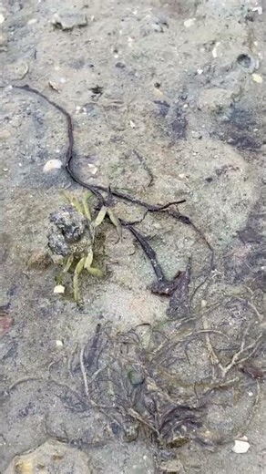 Cancer pagurus Edible crab