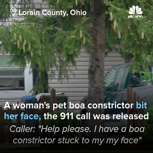 277K views · 1.8K reactions | "I have a boa constrictor stuck to my... my face!" Ohio woman calls 911 during violent home encounter with 5½-foot long snake | NBC News | Facebook