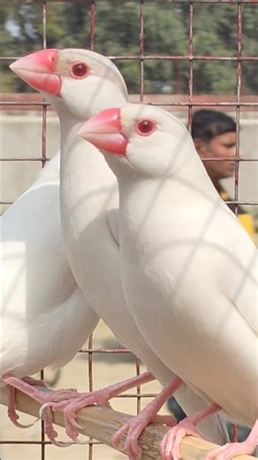 beautiful java bird #vairalvideo #birds #youtubeshorts #vairalshort #javabirds