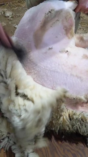 Romy - Revolution Wool Company on TikTok