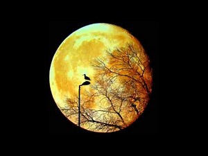 ( ) Yellow Moon | 노래 가사