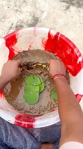 Lotus Tuber Planting Process | Lotus Tuber Repotting #lotustuber #lotustuberrepotting #lotustuberplanting #lotustubergrow #lotustubershoilmixprocess | Satwik Ghosh