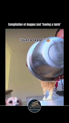 A dog’s curiosity about food starts in its nose, not its mouth. Humans have about 6 million olfactory receptors - dogs have up to 300 million, depending on the breed. Their brain’s smell-processing region is roughly 40 times larger than ours, giving them the ability to detect a single teaspoon of sugar in an Olympic-sized pool. While humans rely on taste to decide if something is appealing, dogs use scent to predict flavor. They also have a special organ - the vomeronasal organ (Jacobson’s organ