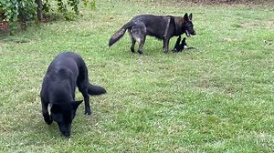 My Little Poodle, Gin Gin, Wreaking Havoc in the Minds of my German Shepherds!!! Fun Watch... | German Shepherd Man
