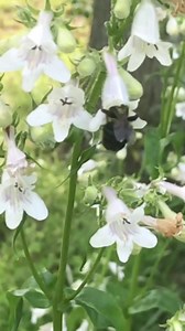 11 reactions | It started blooming this week. Smooth Penstemon - Penstemon digitalis, is a native perennial that is a must for pollinator lovers! Long tongued bees, butterflies, sphinx moths and hummingbirds sip nectar from the flowers. Caterpillars of several moth species feed on the foliage. It attracts good insects which help adult songbirds feed their young! | Birds Blooms and Butterflies by Design | Facebook