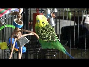 Squeaky Disco Goodness