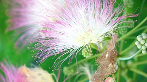 Persian silk tree Albizia julibrissin flowers resembling starbursts of pink silky threads. Pink siris, silk tree acacia Albizia julibrissin during flowering period. Close-up Slow motion