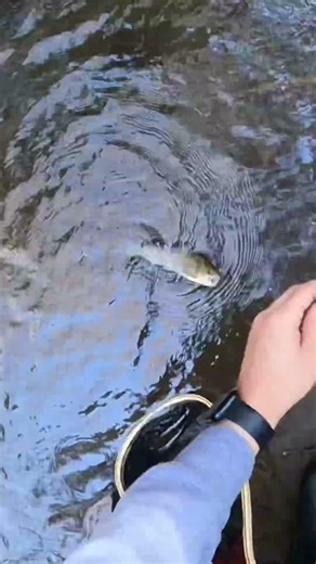 High speed CATCH and RELEASE FISHING! 🎣 #fishing #fish #trout #troutfishing #troutreel