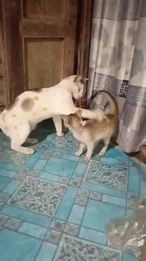 Funny Cat Fight Video 😼 Tom & Jerry Cat😼 #cat #catfunny #funny #catvideos #animals