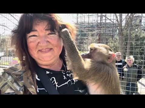 Poor Vladik, the hamadryas baboons missed you and gave us a BRIGHT MEETING❤️